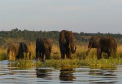 Chobe Bush Lodge