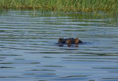 Chobe Bush Lodge