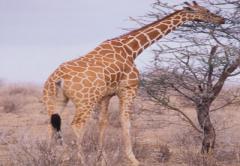 Samburu Serena Safari Lodge