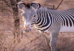 Samburu Serena Safari Lodge