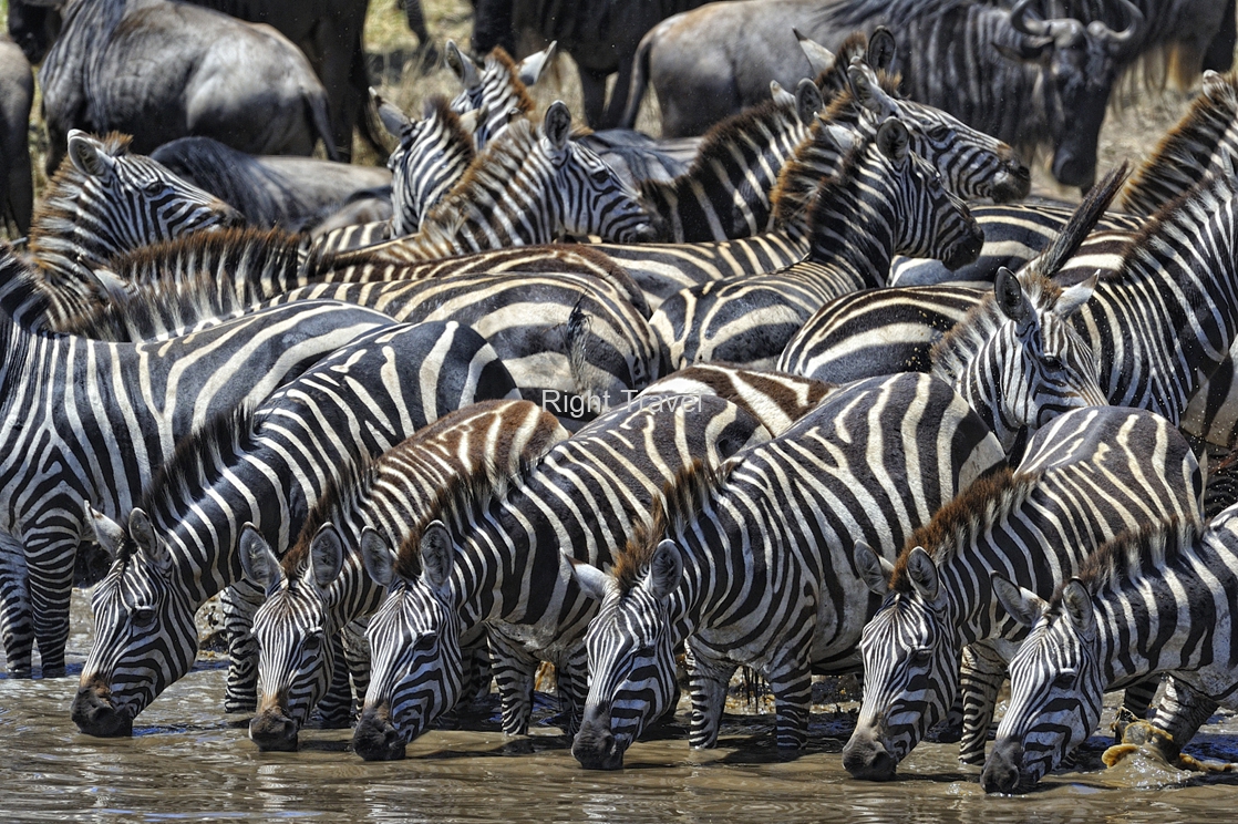 9 Day Tanzania Full Adventure (Safari to Sands)